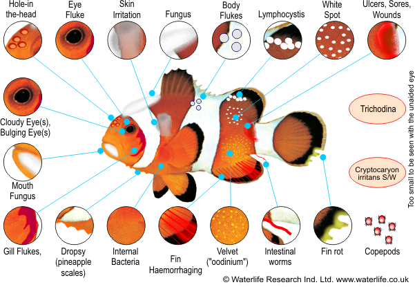 Marine Fish Disease Diagnosis Chart - Fish Disease Chart Marine