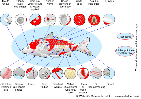 Fish Disease Chart Pictures