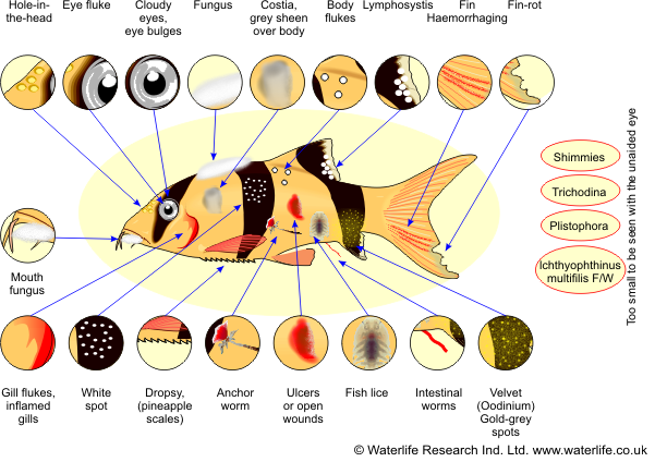 Tropical Aquarium Fish Disease 