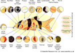 mini-diseasechart-tropical.gif